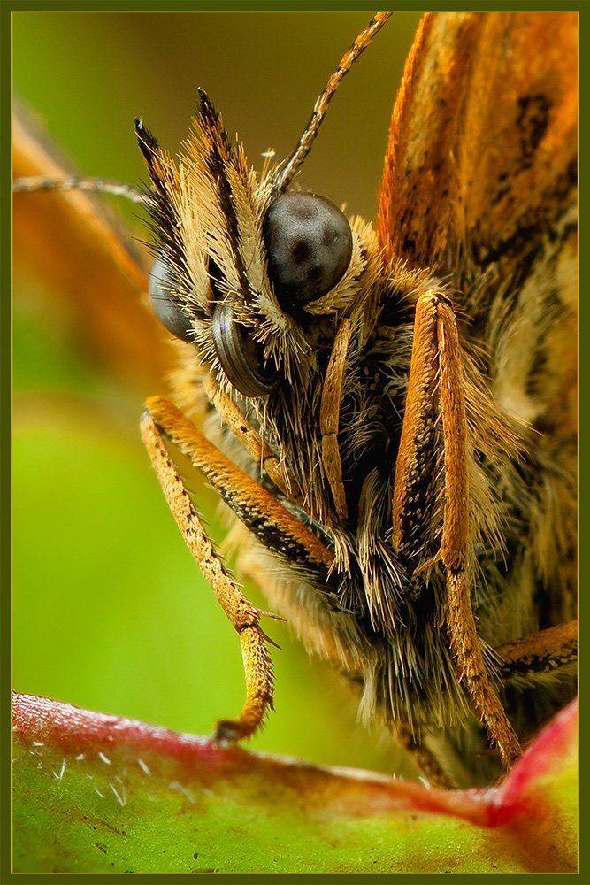 melitaea, athalia, Linas T