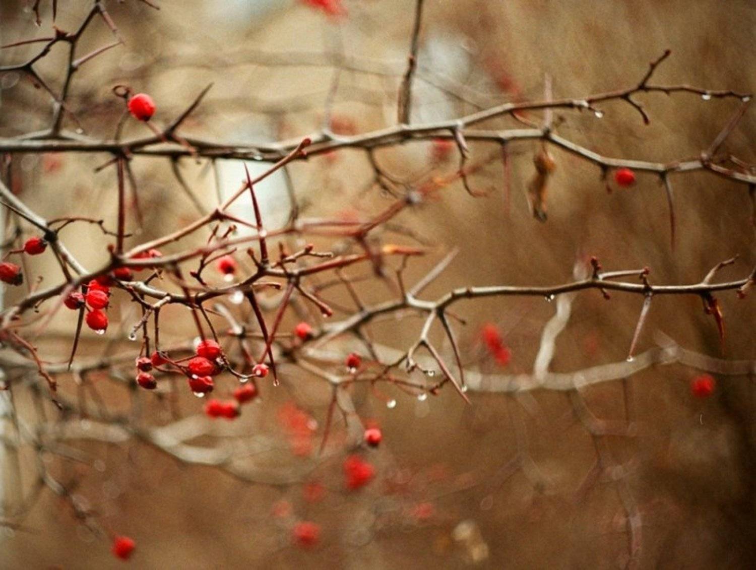 красный, осень, капли, Татьяна Галкина