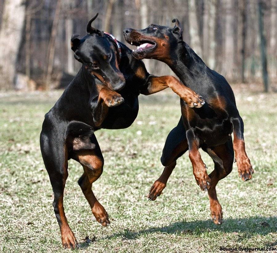 , Юлия Болдинова