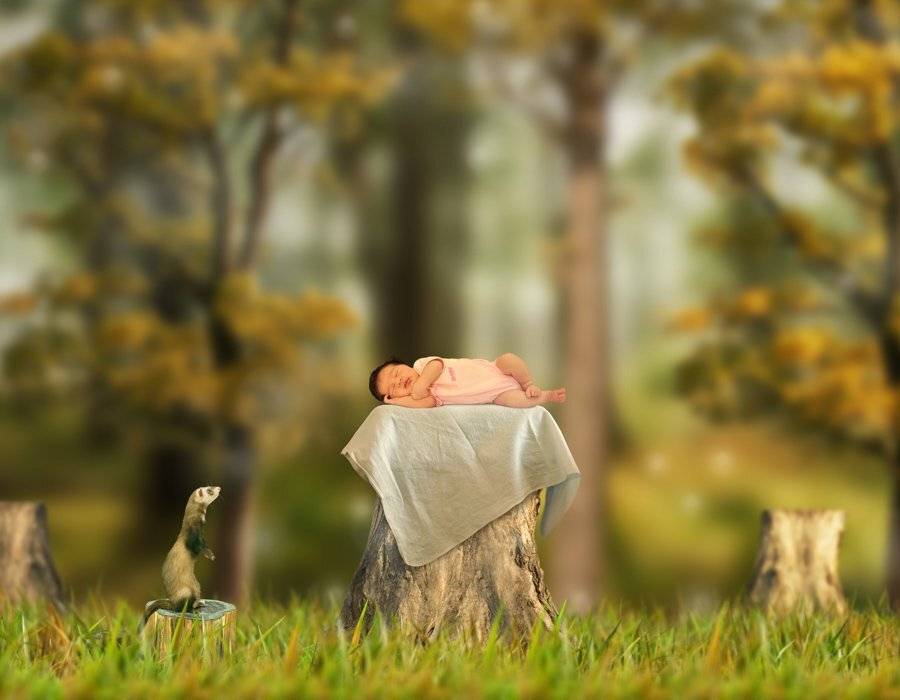 caras ioana, caras ionut, caras cibela, tree, leaf, forest. green., Caras Ionut