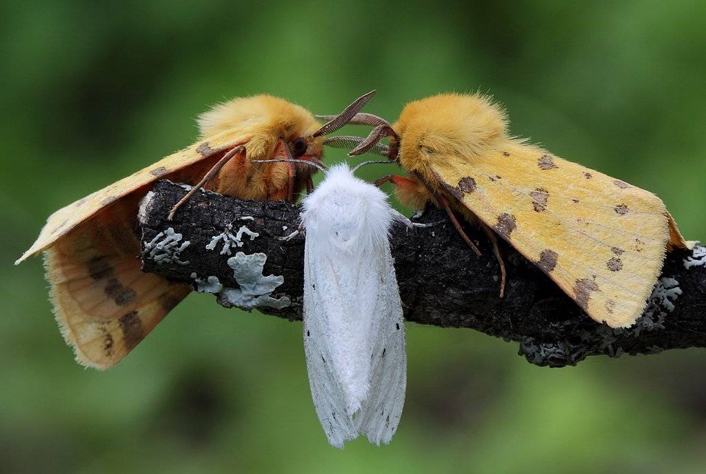 , Сергей Таланов