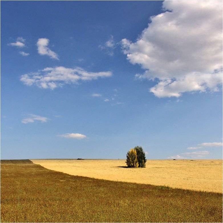 лето, поле, Тарасов Алексей