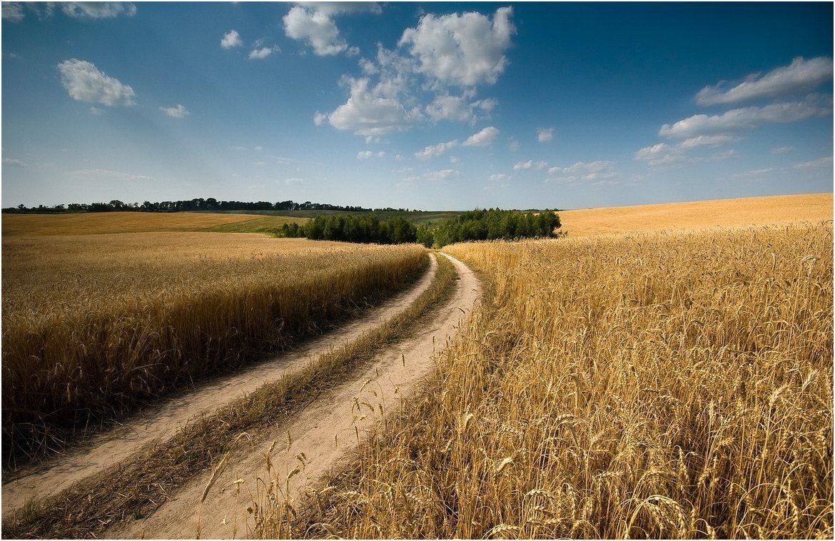 , Николай Шахманцир