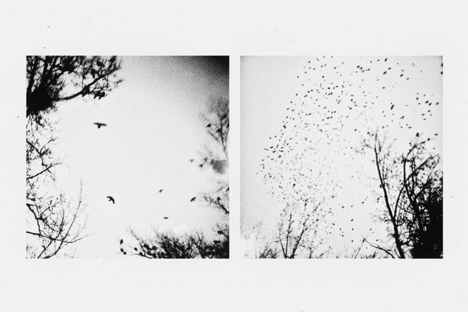 , Роман Чайка