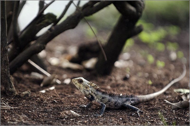 Драконы острова Вихамана Фуши (Vihamanaa Fushi) фото превью