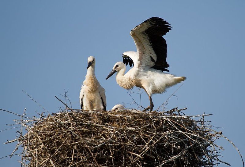 птицы, птица, аисты, аист из жизни одной семьи фото превью