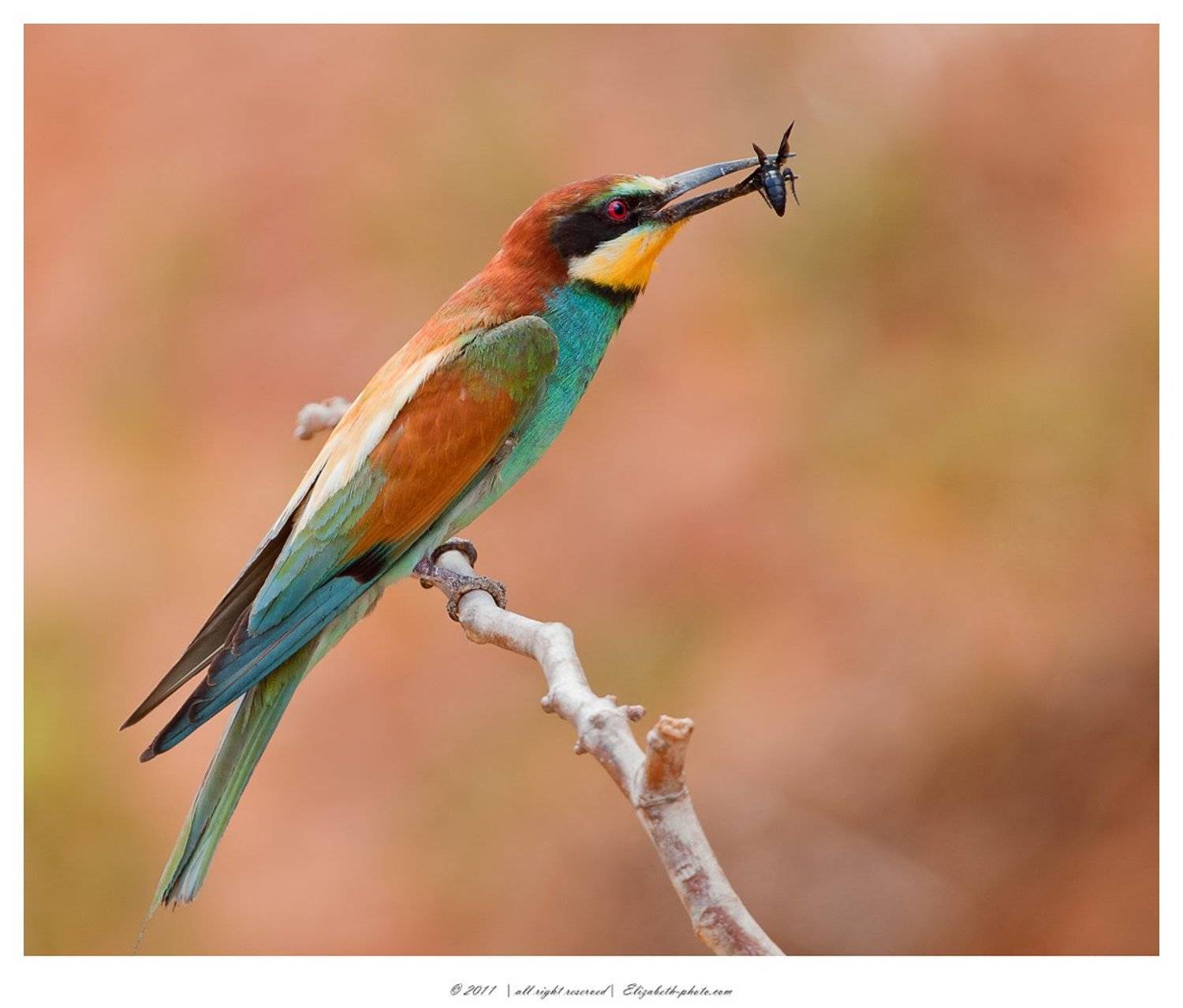 золотистая, щурка, merops, apiaster, bee, eater, израиль, Elizabeth Etkind