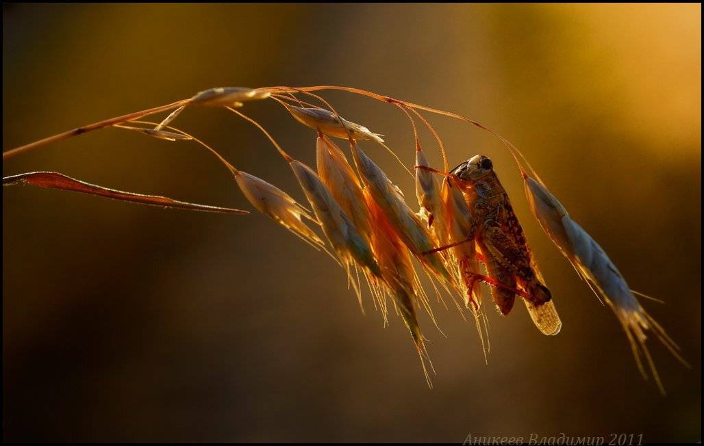 , Аникеев Владимир