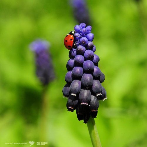 Он тоже любит цветы