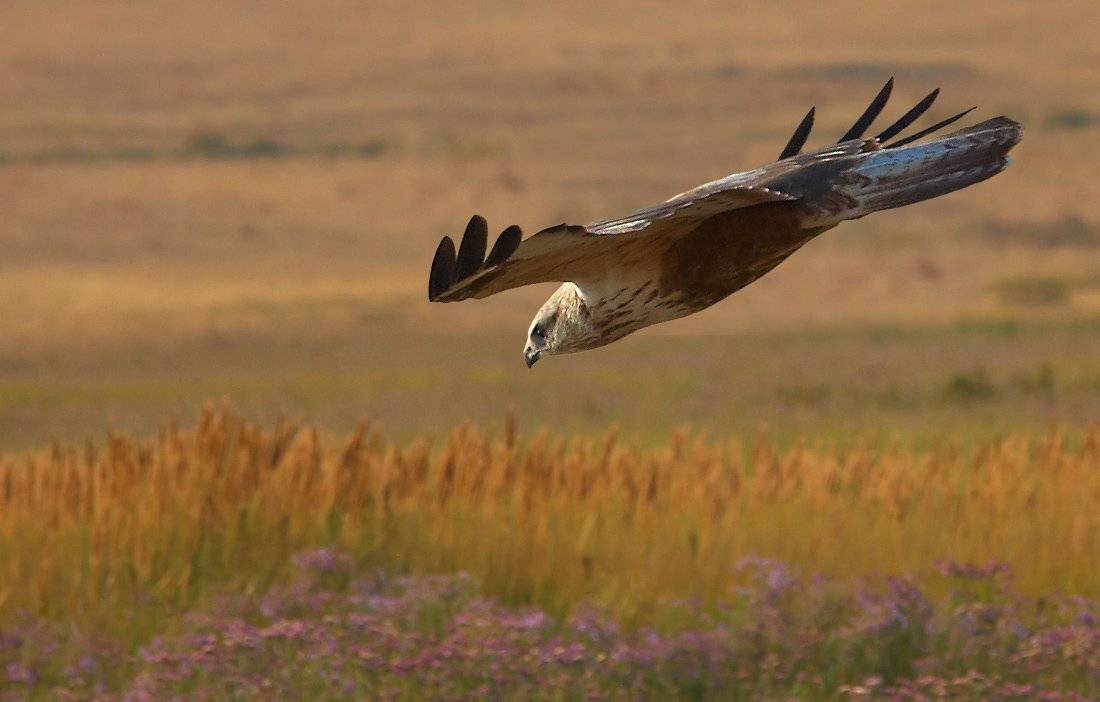 , Андрей Журавлев