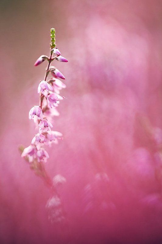 вереск, вечер, палитра  фото превью