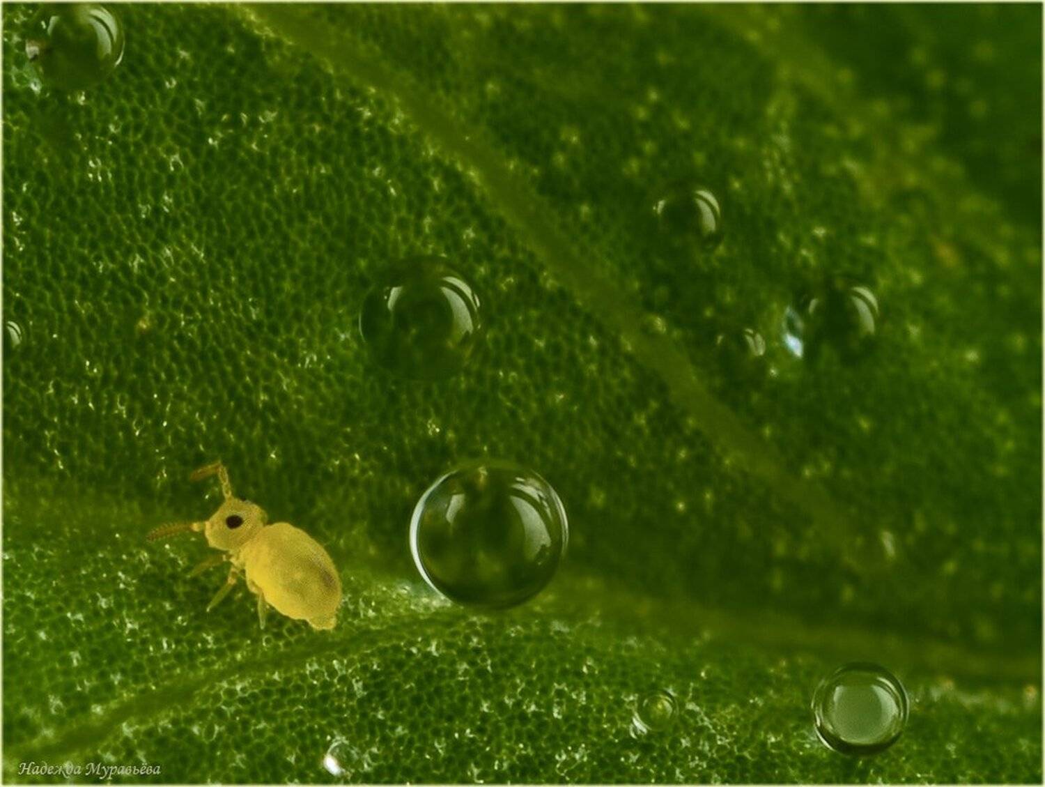 коллембола, ногохвостка, collembola, springtail, Надежда Муравьёва