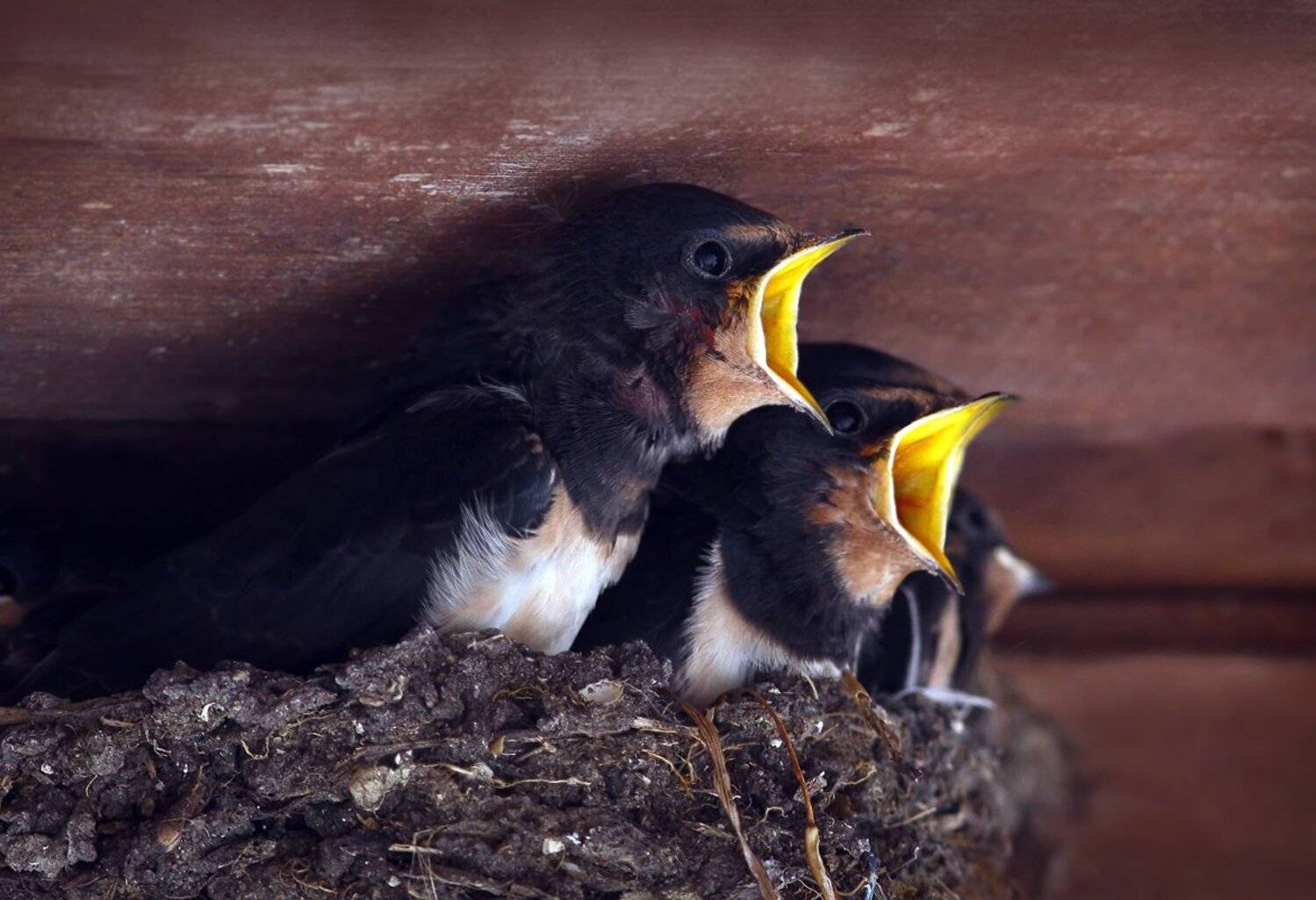 , Зоя Лаптева