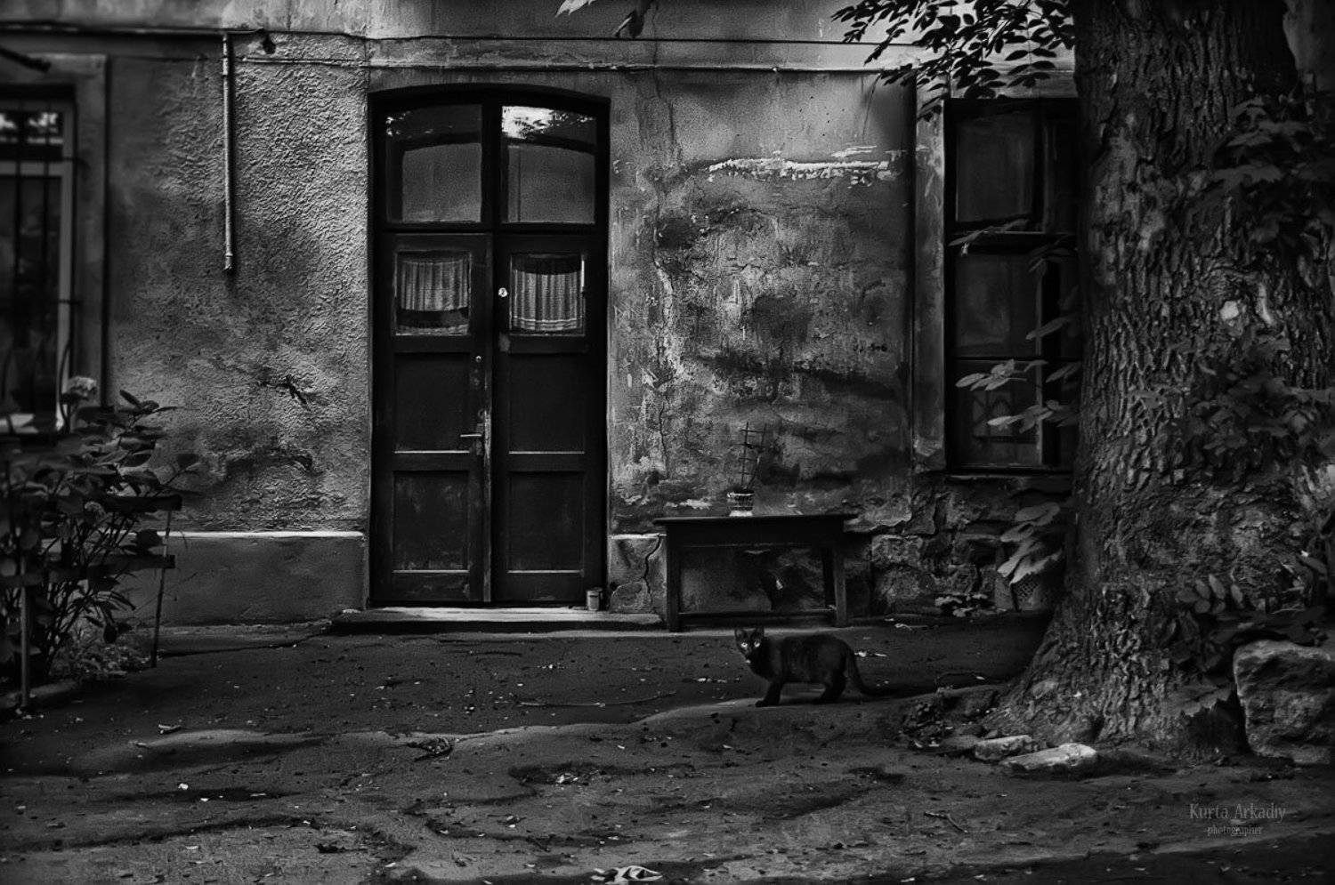 путешествия, львов, старый двор, чёрный кот, Аркадий Курта
