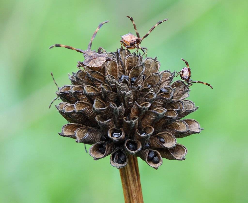 , Сергей Таланов