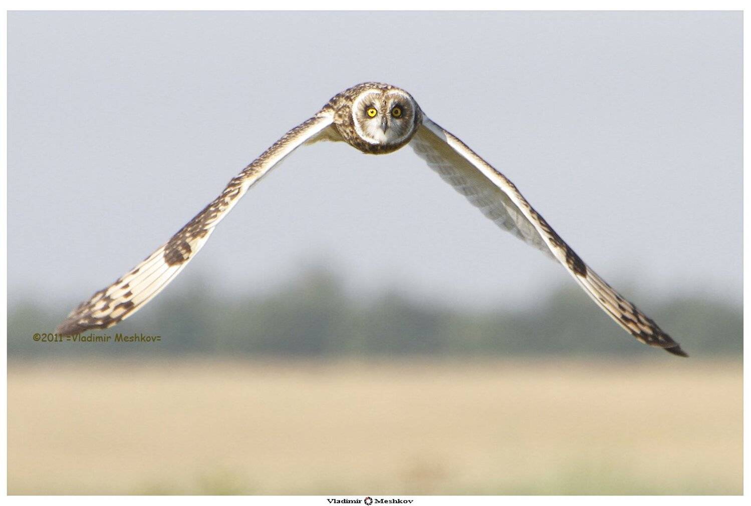 , &copy; =Vladimir Meshkov=