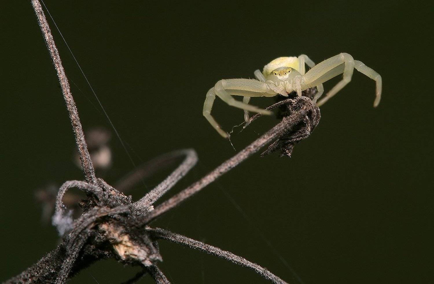 паук, маленький, трава, лето, бокоход, Олег Сурьянинов
