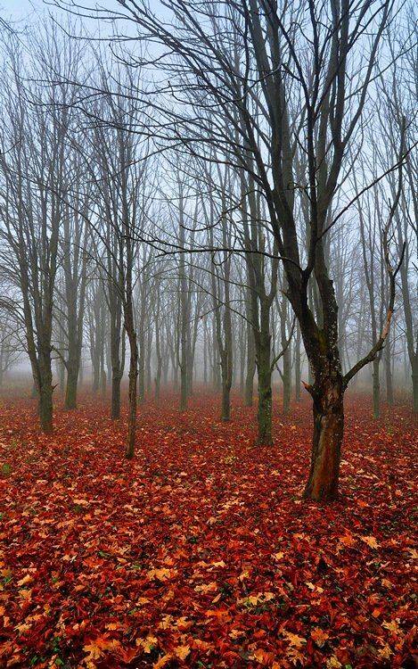 роща, листья, деревья, осень, Serj Master