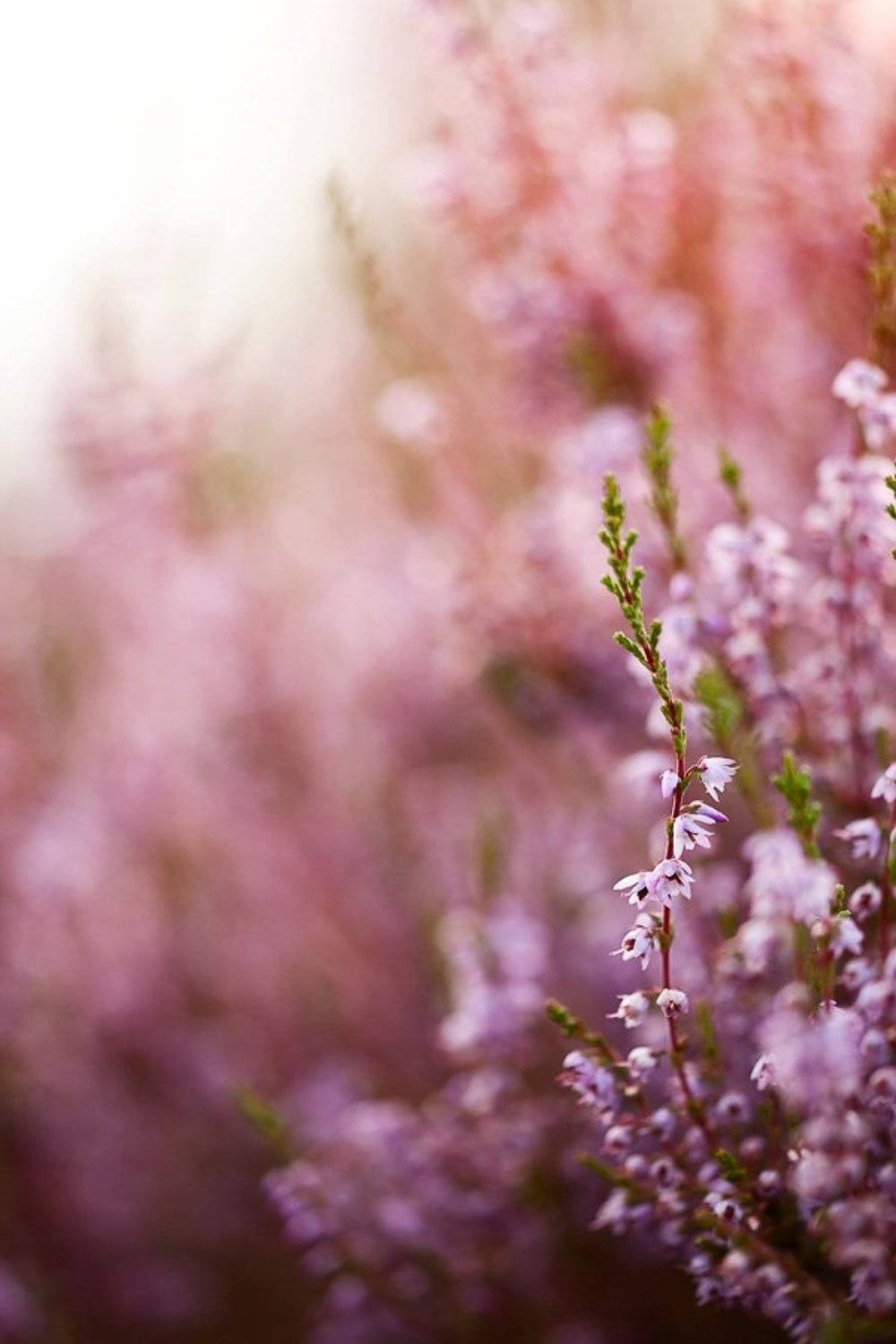 вереск, вечер, палитра, Юлия