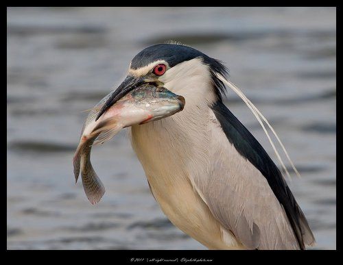 Кваква- Black-crowned Night Heron