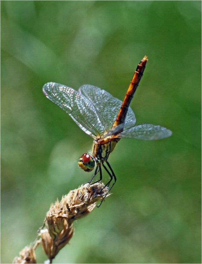 стрекоза, КарОл