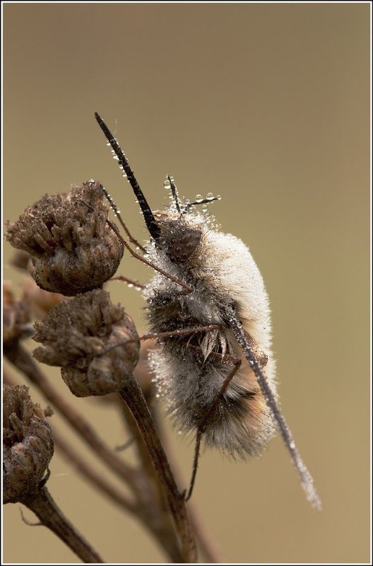 ежемуха  фото превью