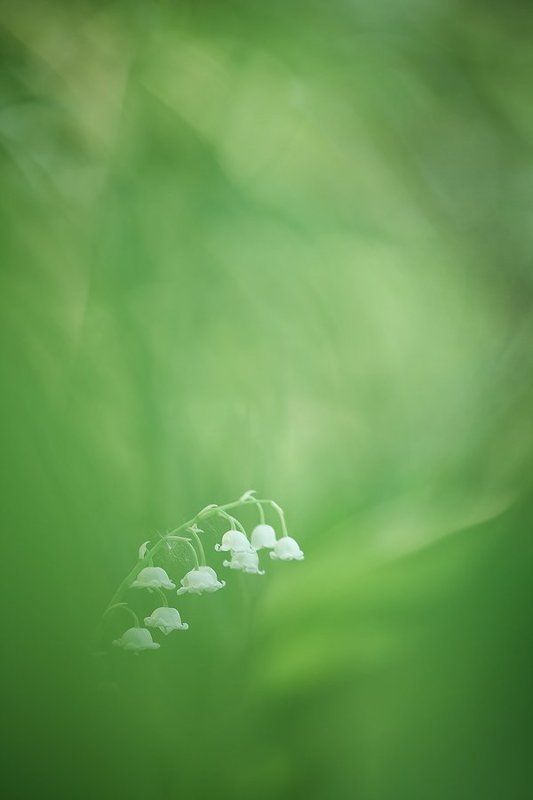 ландыши  фото превью