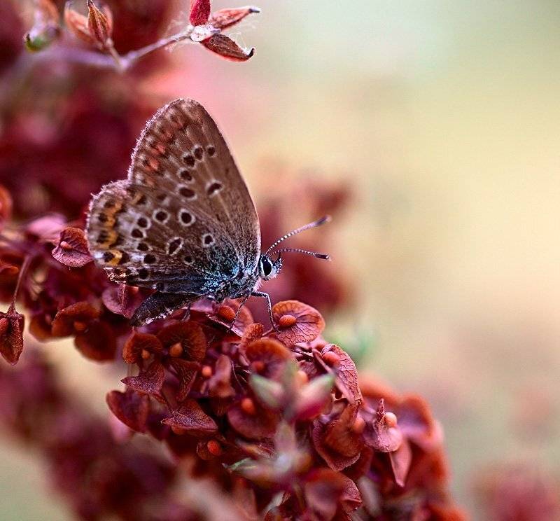 июль, бабочка, макро, цвет бордо, Качурин Алексей