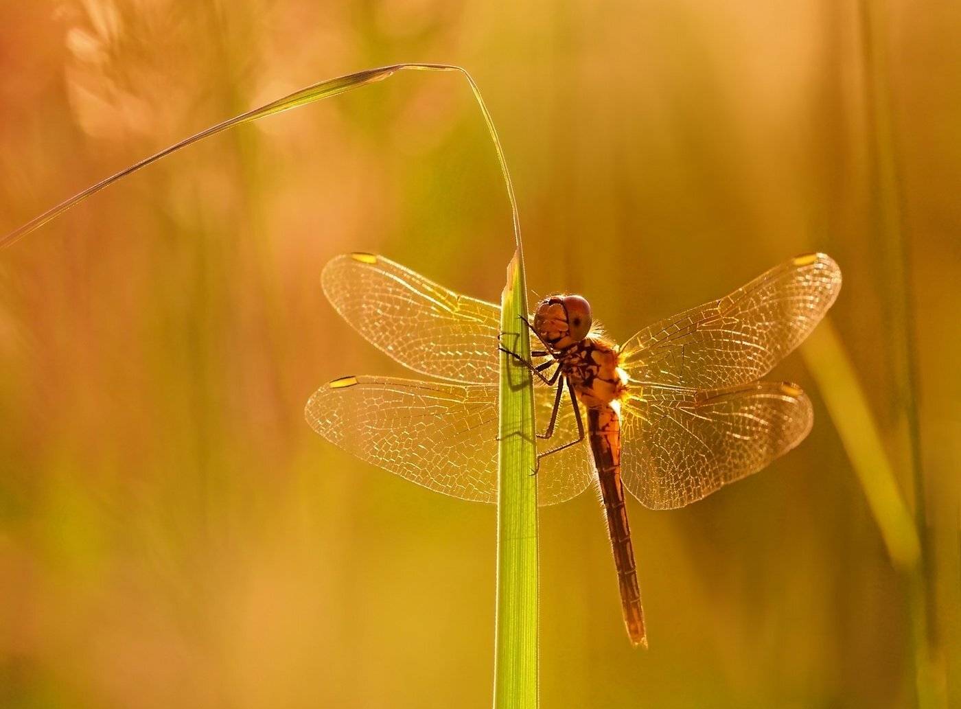 лето, вечер, закат, стрекоза, Юлия Борзилова