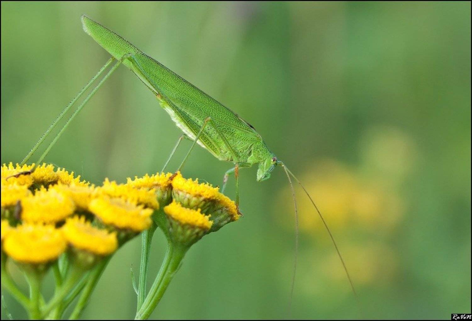 природа, макро, Антон Милюганов