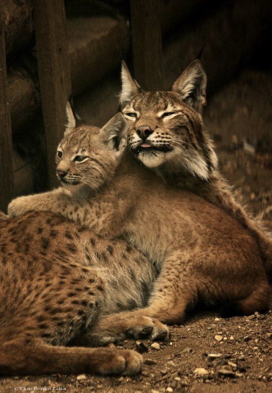 рысь Про рысенка фото превью