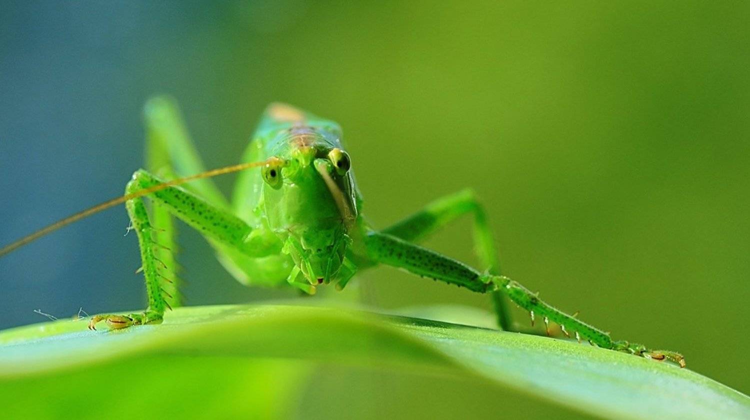 , Юлия Борзилова