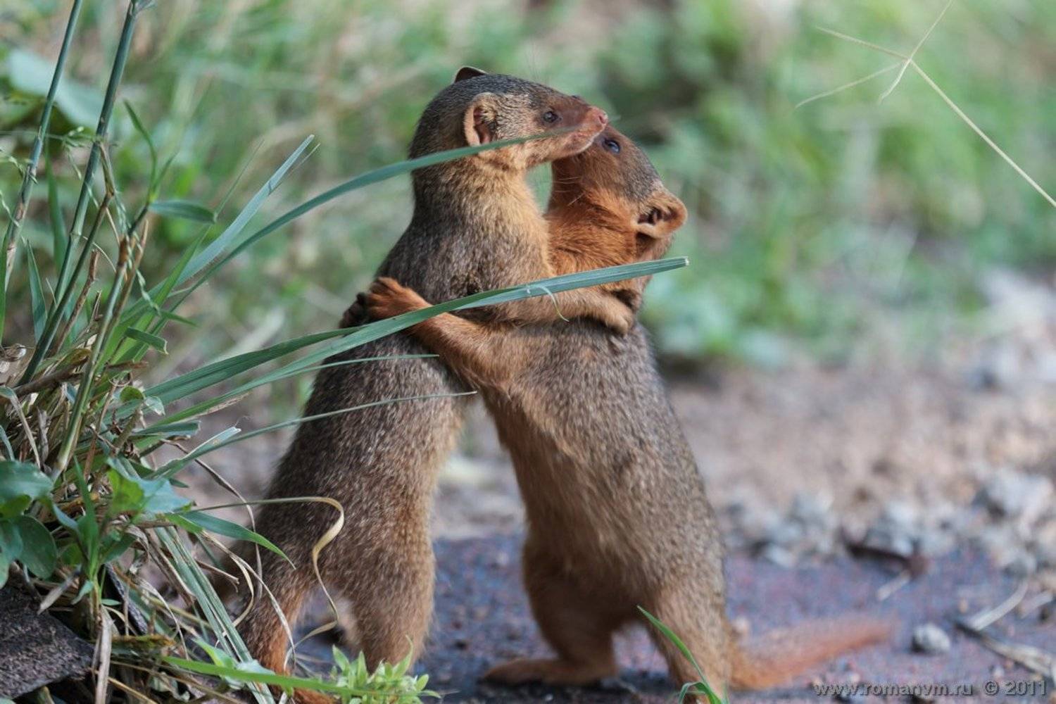 африка, танзания, серенгети, мангуст, Роман Мурушкин
