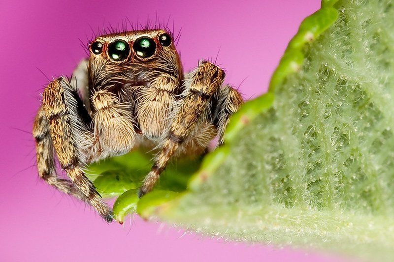 Linas T