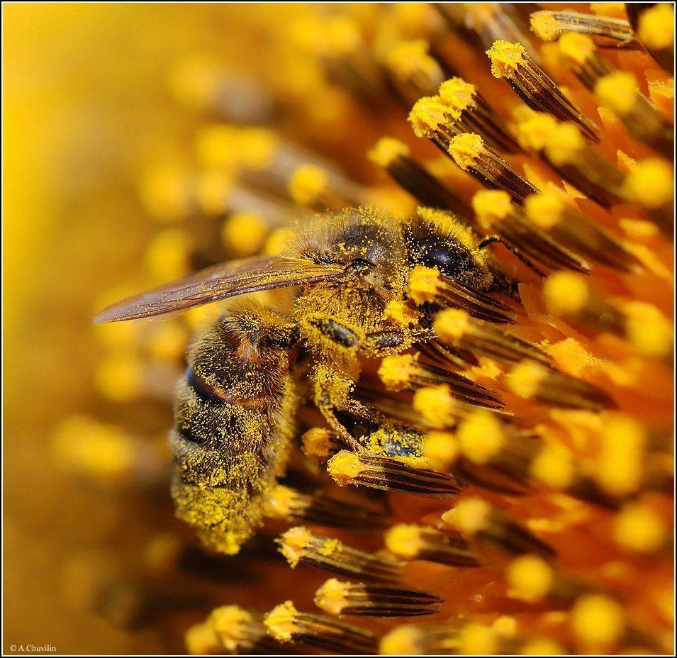 пчела, подсолнух, солнце, пыльца, лето, июль, Александр Чувилин