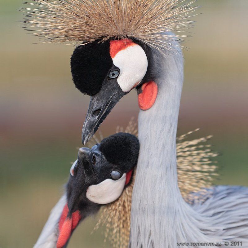 журавль, венценосный Ну поцелуй же... фото превью