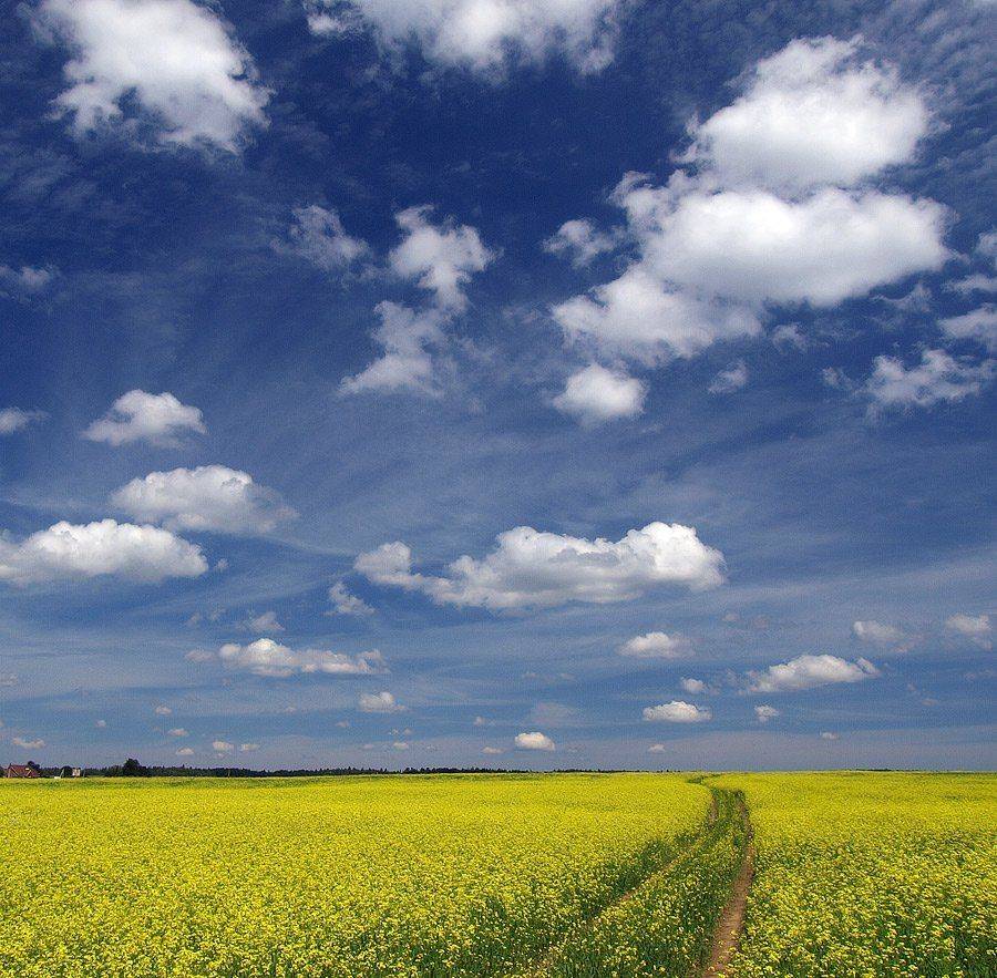 , Владимир Перепечаев