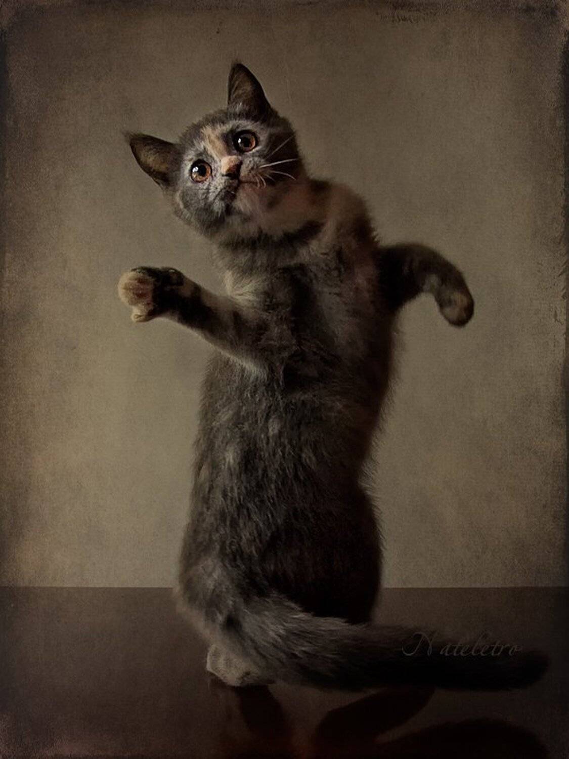 обработка, британка, котёнок, Наталья Кузнецова (Nateletro)