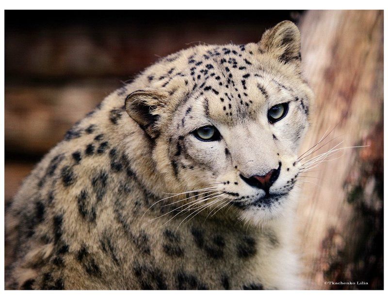 Ирбис фото превью