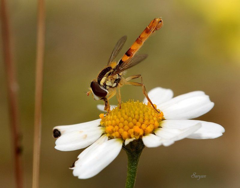 ромашка, лето, муха, журчалка  фото превью