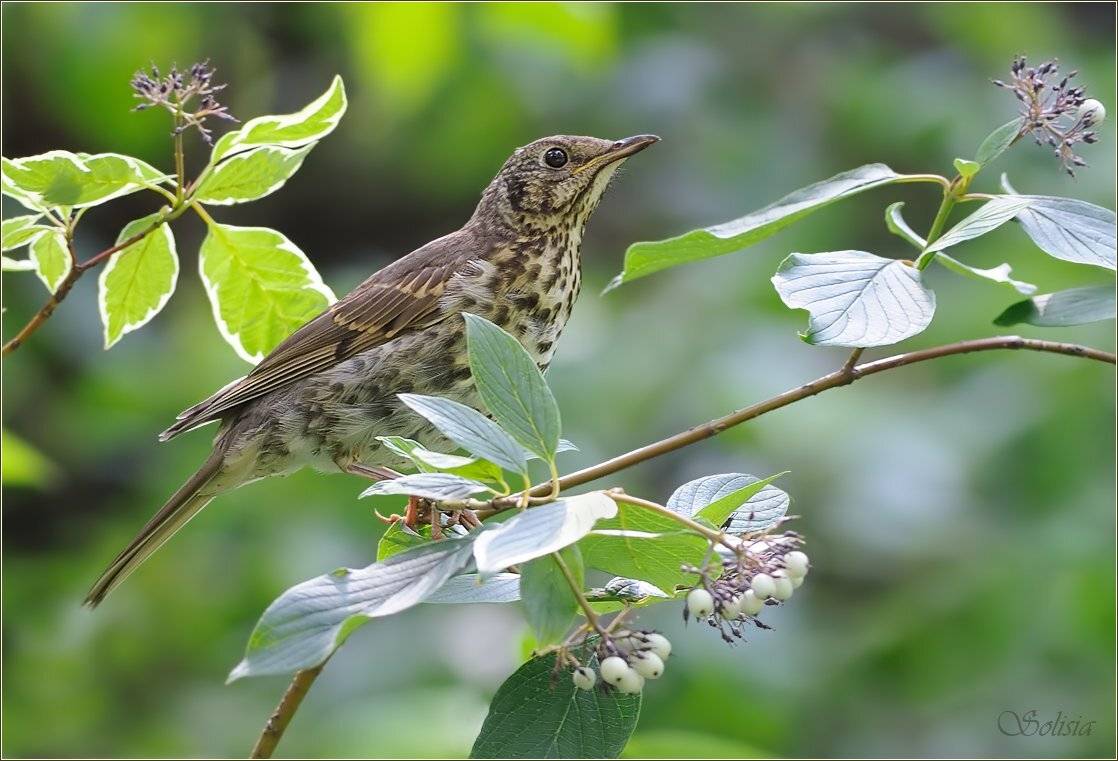 природа, птицы, молодой, дрозд, певчий, лето, Солисия