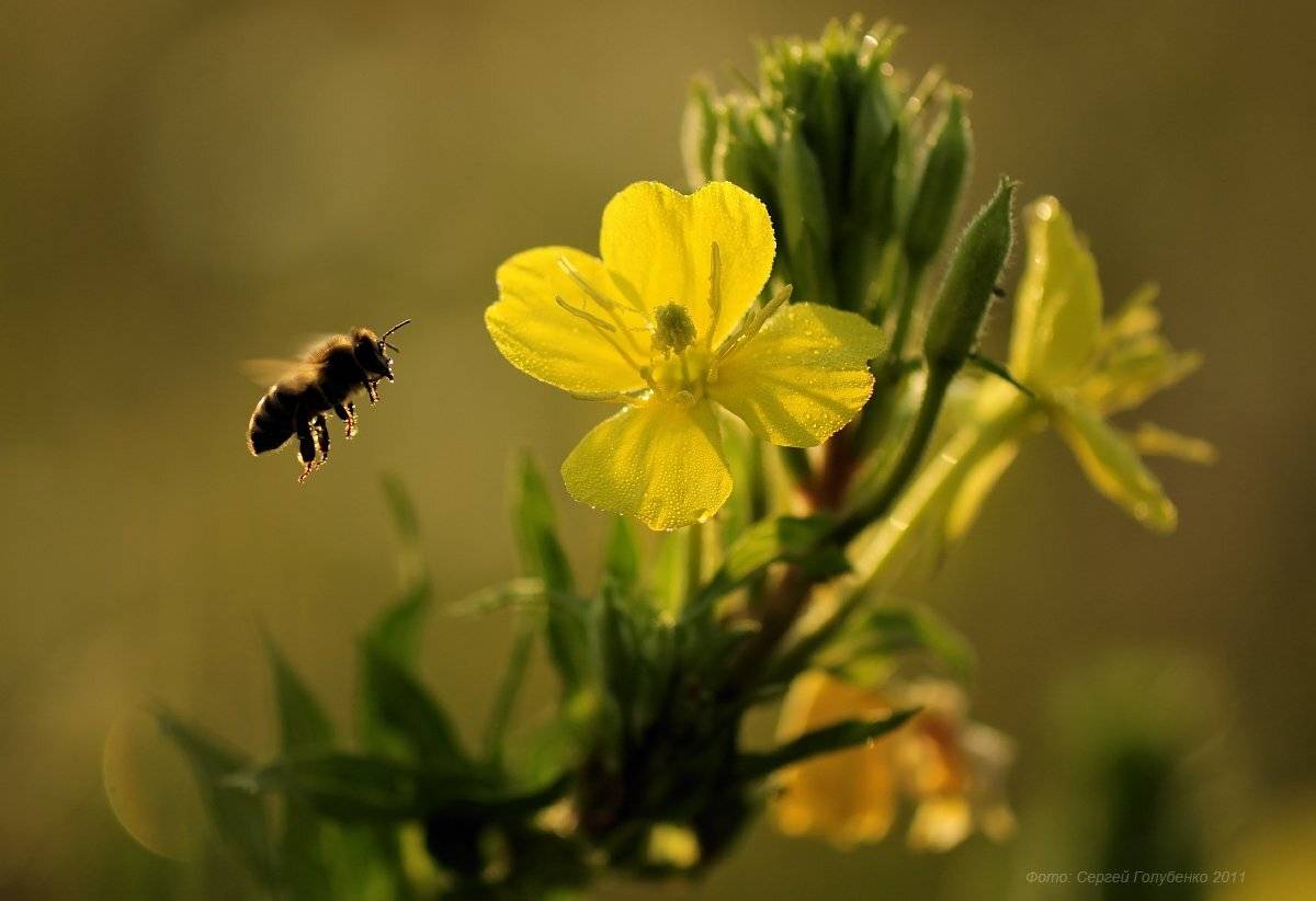 , Сергей Голубенко
