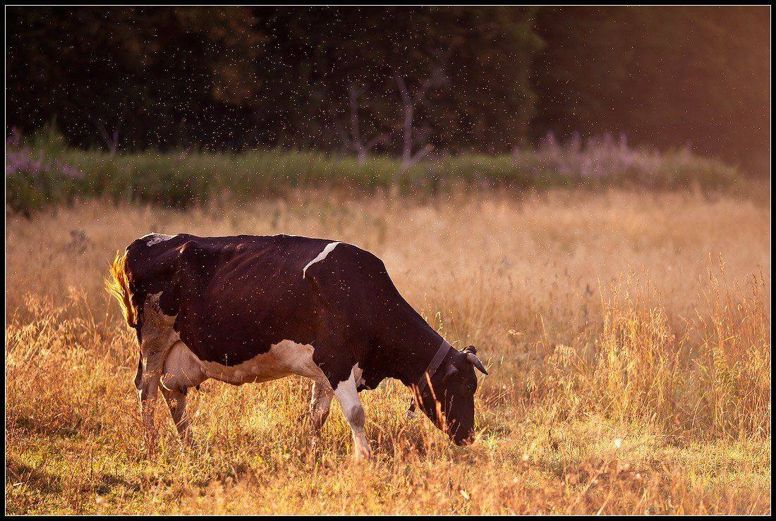 , Олег Козлов