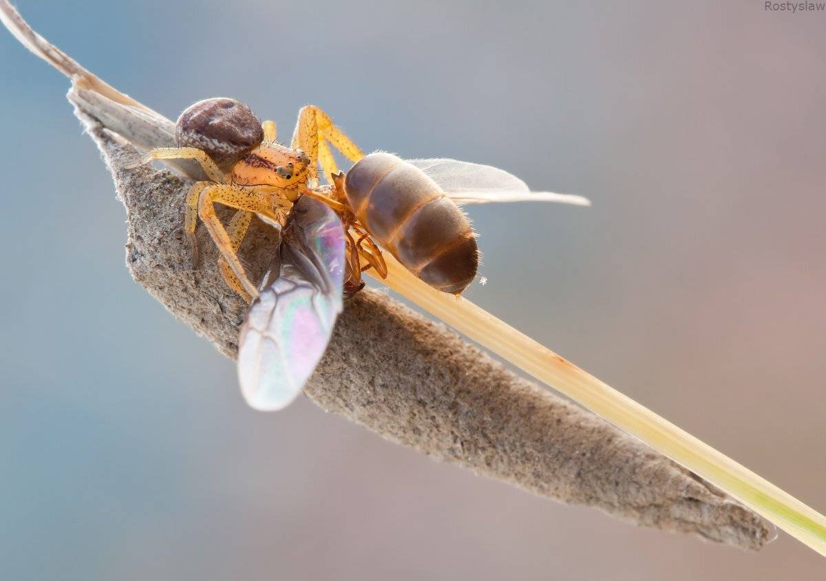 100мм, макро, ростислав, Ростислав