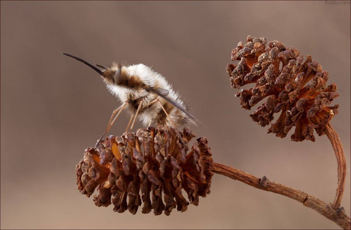 100мм, макро, ростислав, Ростислав