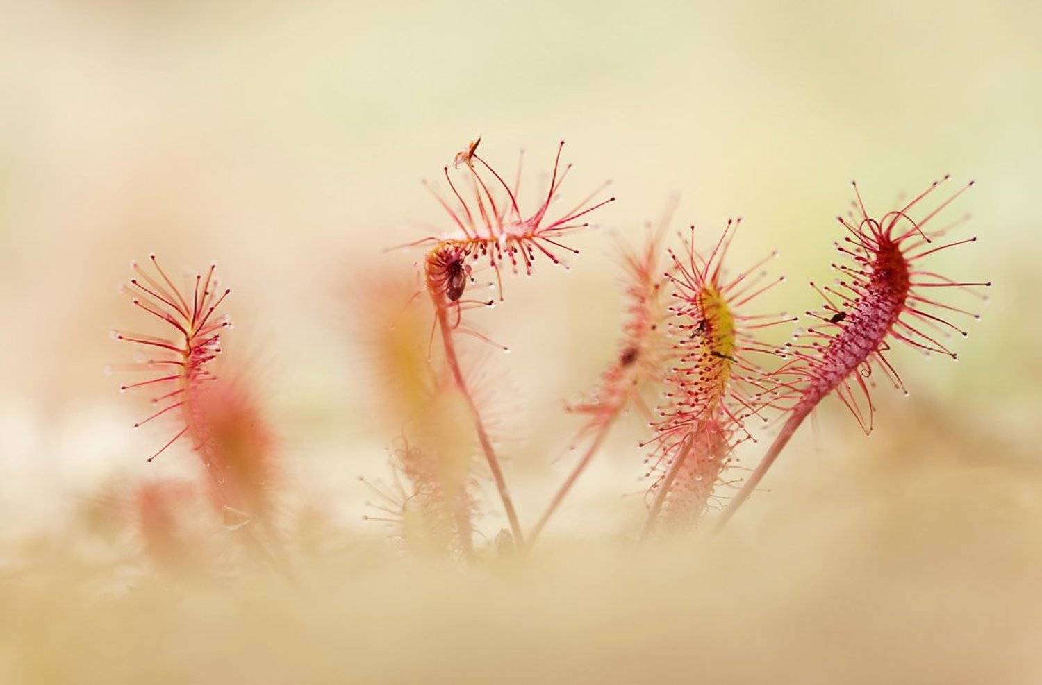 макропейзаж, росянка, Юлия