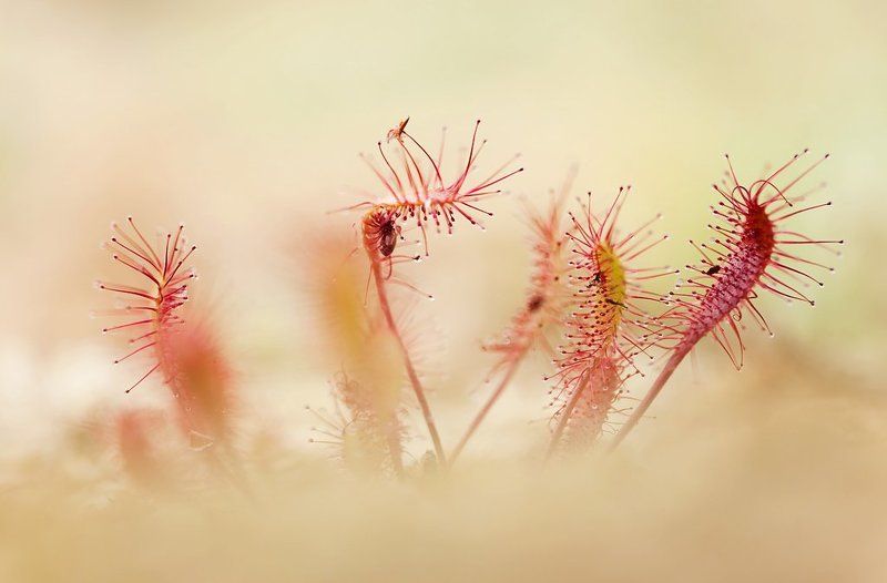 макропейзаж, росянка  фото превью