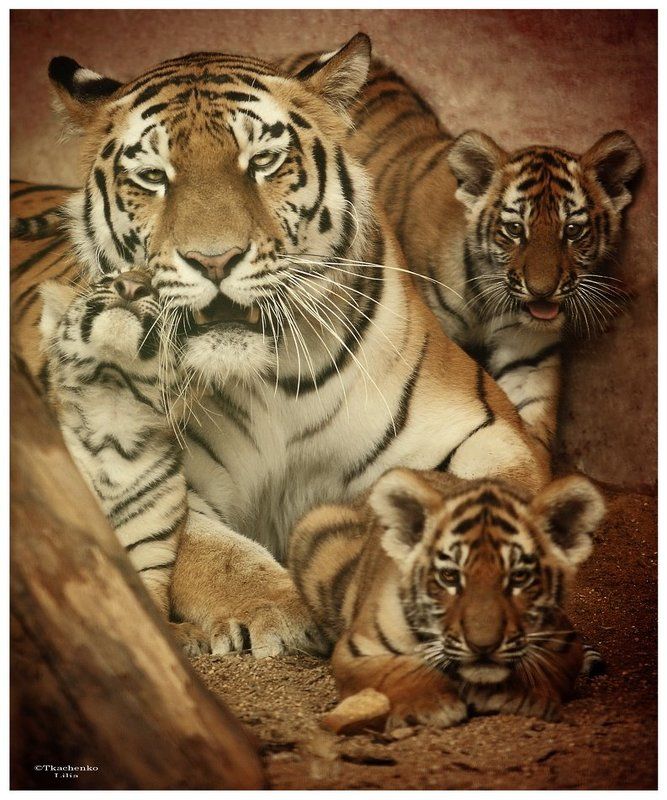 Mother фото превью