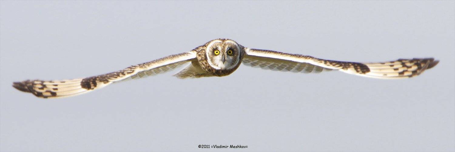 , &copy; =Vladimir Meshkov=