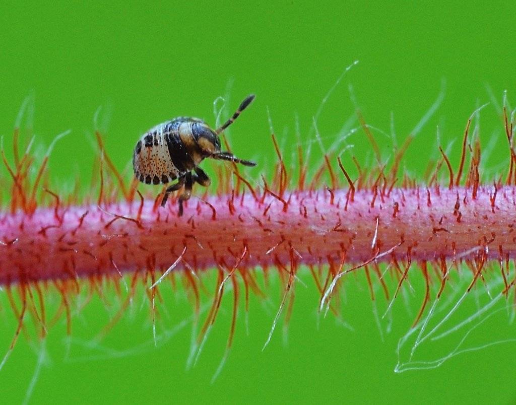 , Юлия Борзилова